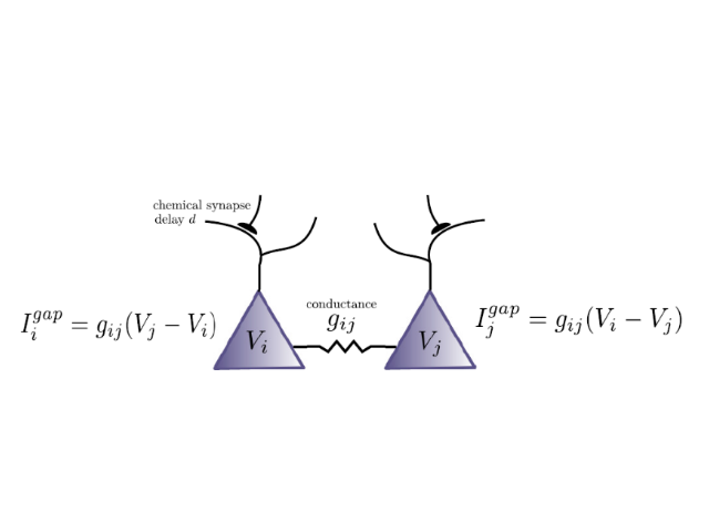 _images/gapjunctions.png